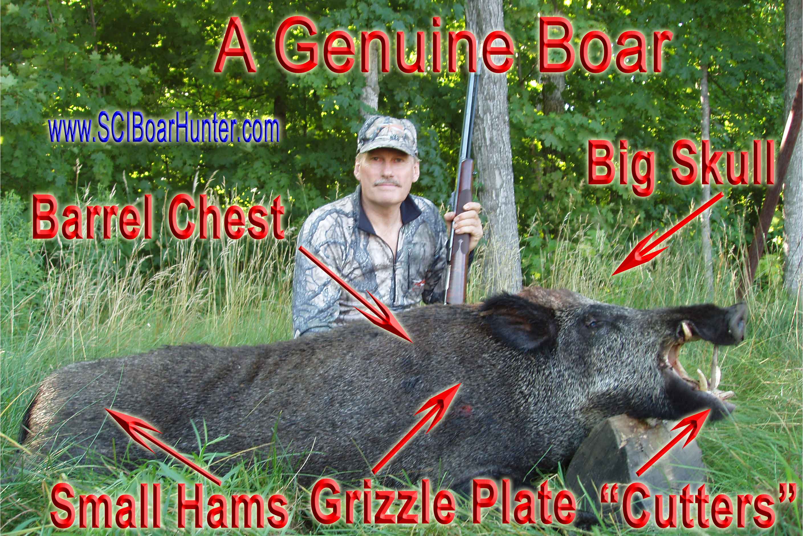 Wild Boars of Bear Mountain Wilderness Boar Hunting Adventures