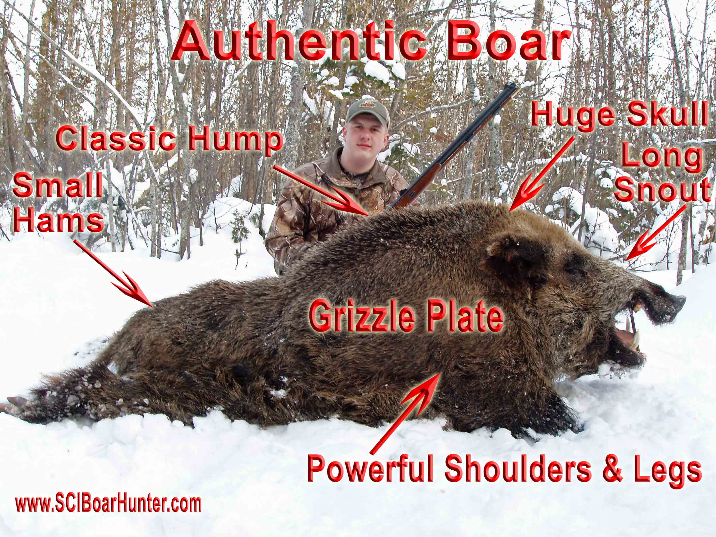 Wild Boars of Bear Mountain Wilderness Boar Hunting Adventures